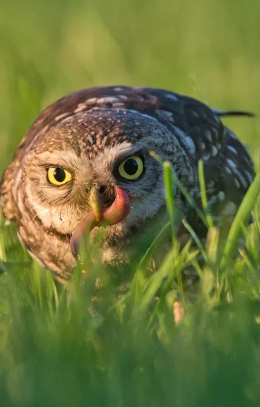 Lafarge_chranime_biodiverzitu_sycek